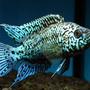 freshwater fish - nandopsis octofasciatum - electric blue jack dempsey stocking in 55 gallons tank - jack dempsey