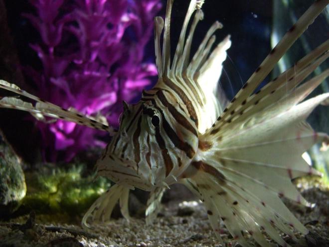 saltwater fish - pterois volitans - volitan lionfish stocking in 55 gallons tank - my red loin