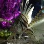 saltwater fish - pterois volitans - volitan lionfish stocking in 55 gallons tank - my red loin