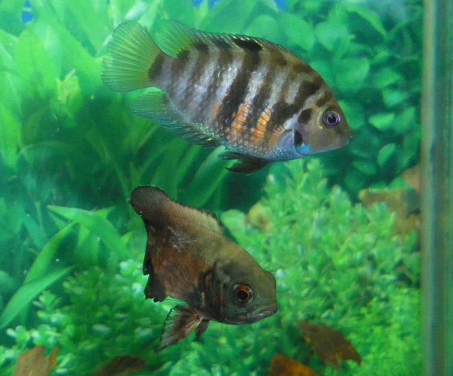 freshwater fish - archocentrus nigrofasciatus - black convict cichlid stocking in 55 gallons tank - Thelma - Convict Cichlid
Hermes - Oscar
In different tank, of course