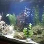 fish tank picture - Here is a photo of my aquarium as it currently is. I will be adding older photos as well as new ones with any significant additions.