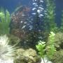 fish tank picture - Additional Image of my tank