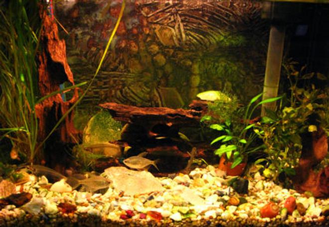 freshwater fish - kryptopterus bicirrhis - ghost glass cat stocking in 10 gallons tank - my little tank.