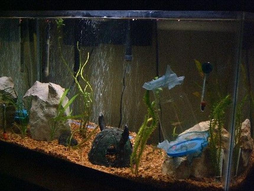Rated #2198: 125 Gallons Planted Tank - september 2008 just starting out, DIY livebearer nursery in the tank.