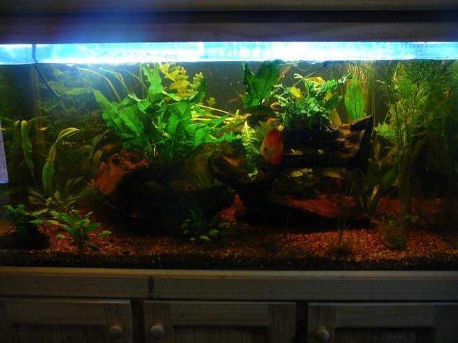 115 gallons planted tank (mostly live plants and fish) - My planted discus tank, you can only see one of the discus in the pic, the others were schooling at the back. MY GOD YOU PEOPLE SUCK! YOU GIVE GOOD PICS SUCH A BAD RATING IT IS SO NOT FUNNY........
T.T
