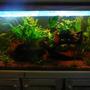 115 gallons planted tank (mostly live plants and fish) - My planted discus tank, you can only see one of the discus in the pic, the others were schooling at the back. MY GOD YOU PEOPLE SUCK! YOU GIVE GOOD PICS SUCH A BAD RATING IT IS SO NOT FUNNY........ T.T
