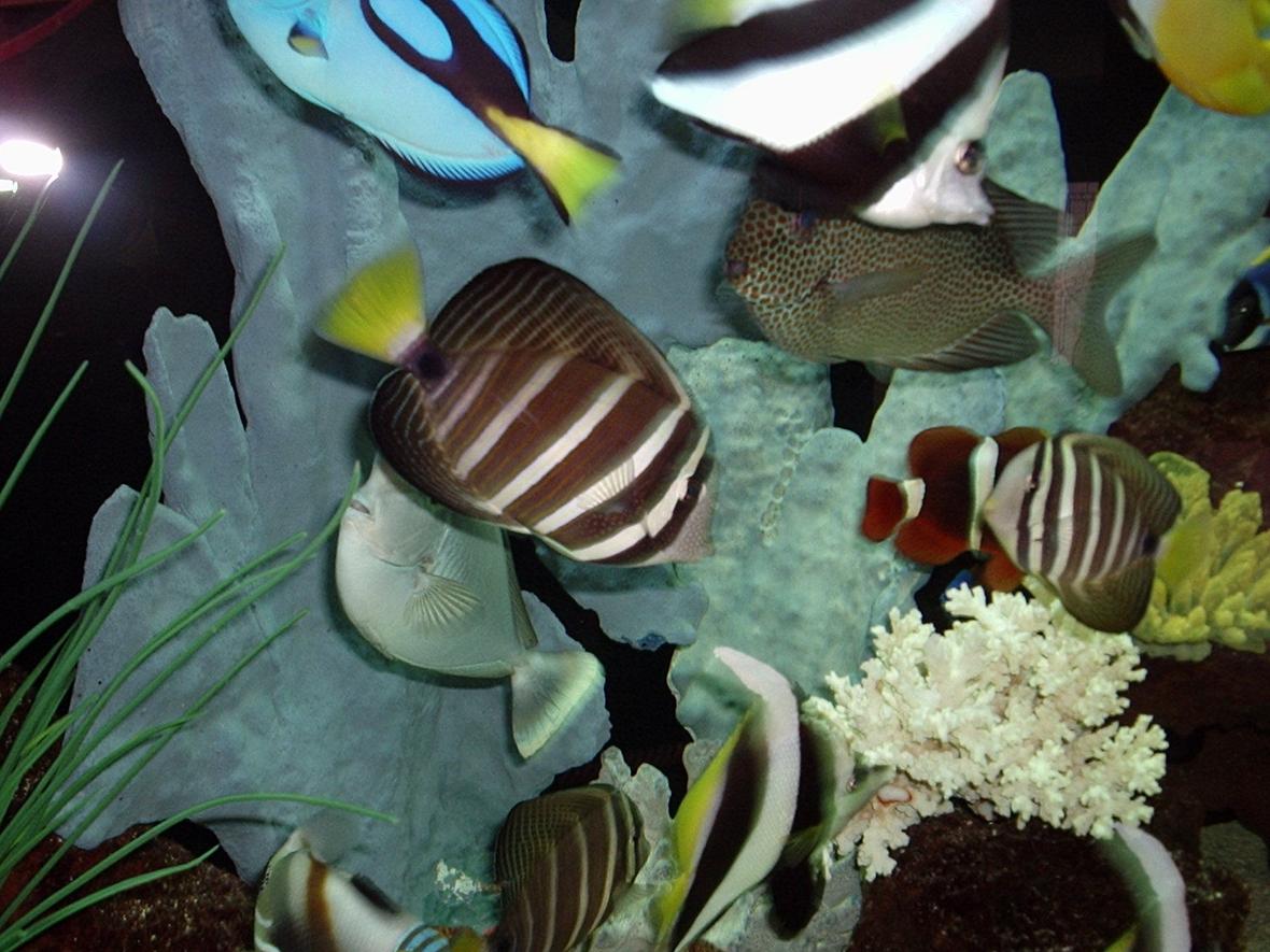 saltwater fish - zebrasoma veliferum - sailfin tang stocking in 200 gallons tank - fish at one year
