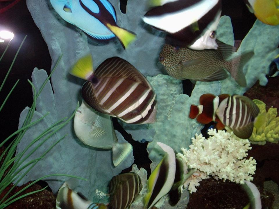 saltwater fish - zebrasoma veliferum - sailfin tang stocking in 200 gallons tank - fish at one year