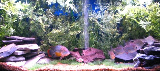 freshwater fish - aequidens rivulatus - green terror stocking in 90 gallons tank - The Amazonian