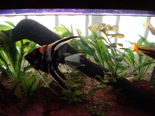 freshwater fish - pterophyllum sp. - marble veil angel stocking in 50 gallons tank - My Fav Angel