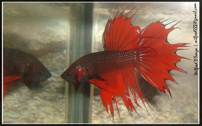 freshwater fish - betta splendens - crown tail betta stocking in 50 gallons tank - Betta