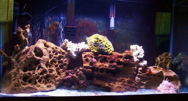 55 gallons saltwater fish tank (mostly fish, little/no live coral) - my 2 month tank (55 gallon) slowly building up!!