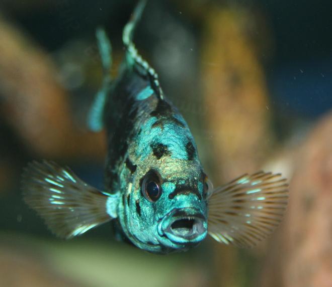 freshwater fish - nandopsis octofasciatum - electric blue jack dempsey stocking in 150 gallons tank - Electric Blue Jack Dempsey