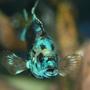 freshwater fish - nandopsis octofasciatum - electric blue jack dempsey stocking in 150 gallons tank - Electric Blue Jack Dempsey
