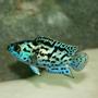 freshwater fish - nandopsis octofasciatum - electric blue jack dempsey stocking in 150 gallons tank - Electric Blue Jack Dempsey