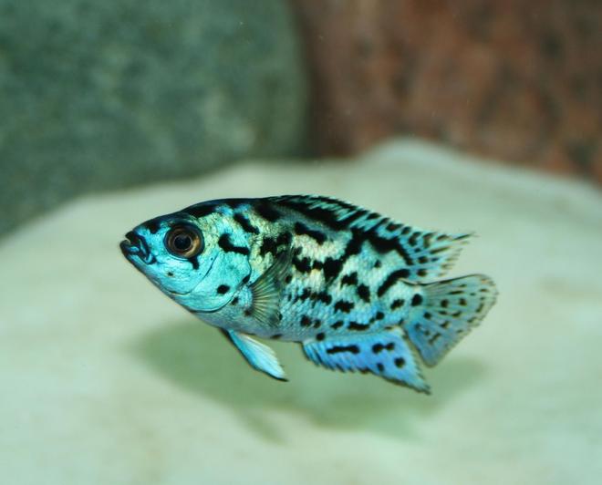freshwater fish - nandopsis octofasciatum - electric blue jack dempsey stocking in 150 gallons tank - Electric Blue Jack Dempsey