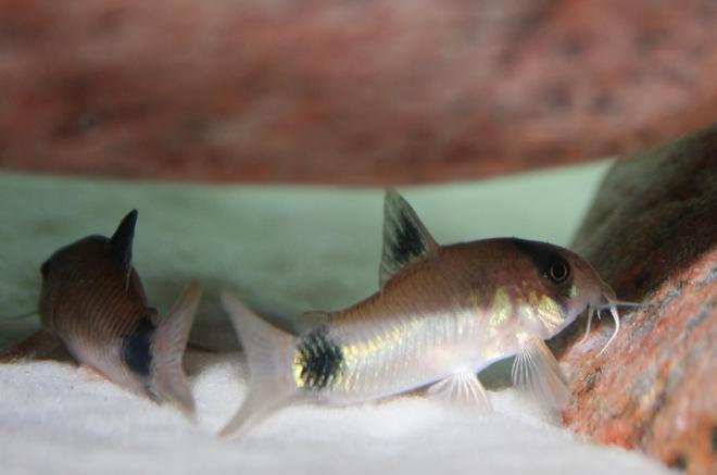 freshwater fish - corydoras panda - panda cory cat stocking in 150 gallons tank - Panda Cory Cats