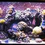 fish tank picture - 120g Reef, 1 year old, still growing...