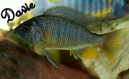 freshwater fish - copadichromis borleyi - yellowfin borleyi cichlid stocking in 70 gallons tank - borleyi