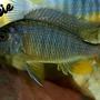 freshwater fish - copadichromis borleyi - yellowfin borleyi cichlid stocking in 70 gallons tank - borleyi