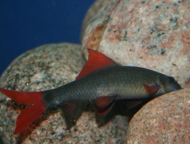 freshwater fish - epalzeorhynchos frenatus - rainbow shark stocking in 150 gallons tank - Epalzeorhynchos Frenatus