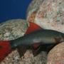 freshwater fish - epalzeorhynchos frenatus - rainbow shark stocking in 150 gallons tank - Epalzeorhynchos Frenatus