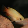 freshwater fish - colisa chuna - honey dwarf gourami stocking in 150 gallons tank - Colisa Chuna