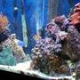 55 gallons reef tank (mostly live coral and fish) - my reef