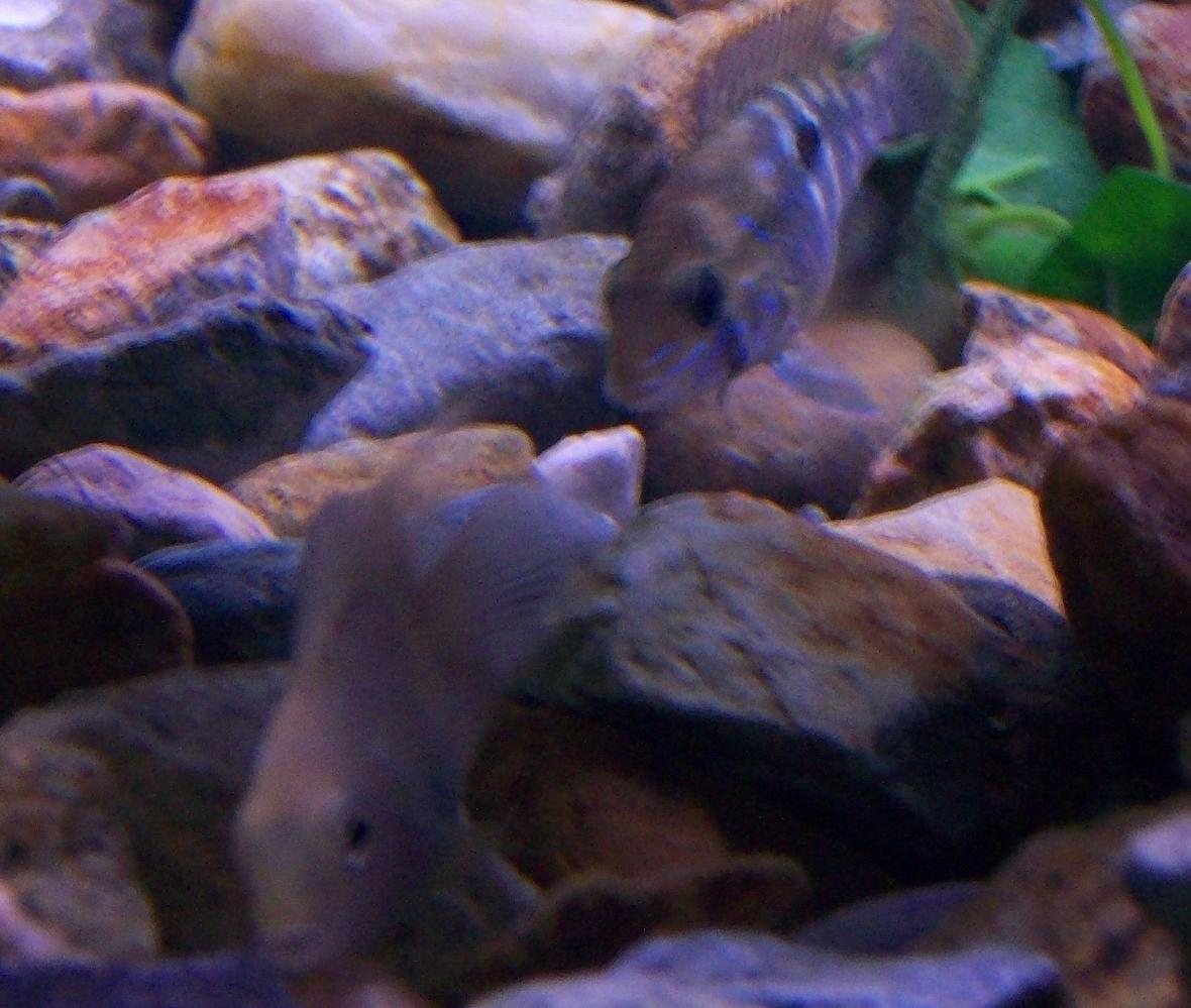 freshwater fish - aequidens rivulatus - green terror stocking in 75 gallons tank - green terror and candy parrot