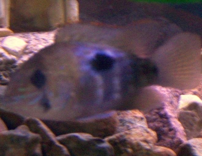 freshwater fish - aequidens rivulatus - green terror stocking in 75 gallons tank - terror