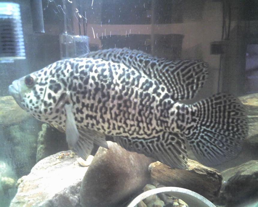 Rated #7: Freshwater Fish - Parachromis Managuensis - Jaguar Cichlid Stocking In 5 Gallons Tank - JAGUAR CICHLID(MALE) this is the most aggresive fish I have ever had! This fish has to be kept alone! This fish is now about 15 inches long now and is about 3 years old. This fish was in a 75 gallon tank, but I had to move him back to a 69 gallon hex tank because he would swim as fast as he could into side of the 75 gallon tank trying to attack anything that came near the tank.I feared the fish would kill himself one day doing this as he has already broke the 2 front teeth he used to have.He will also pick up anything (rocks decorations etc..) and ram the tank with them so hard you will think the glass is going to break!(Pea size gravel is best with this fish)He will also attack the tube on the filter and push it sideways to the point that he almost knocks the filter off the back of the tank.As for water changes and cleaning of the tank this is a good 1...Majority of people will not agree with my upkeep of this fishes tank.I dont do hardly nothing!(magnetic scraper for algea and filter changes) This fish moves gravel ALL the time sturring the tank up! So the filter does all the work plus some help from the fish.THIS FISH WILL JUMP OUT OF THE TANK TO ATTACK YOU! So trying to put your hands in the tank with this fish is questionable or putting your face around an uncovered tank.I feed this fish pellet food and occasionally i will feed live shiners from the bait store,but Ive found live food creates high nitrates so filter changes are more often with live food.
   Overall this is an exciting fish to have it is the most interactive fish I have ever seen and is always getting my attention