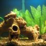 freshwater fish - pseudotropheus estherae - red zebra cichlid stocking in 29 gallons tank - my 29 gallon...