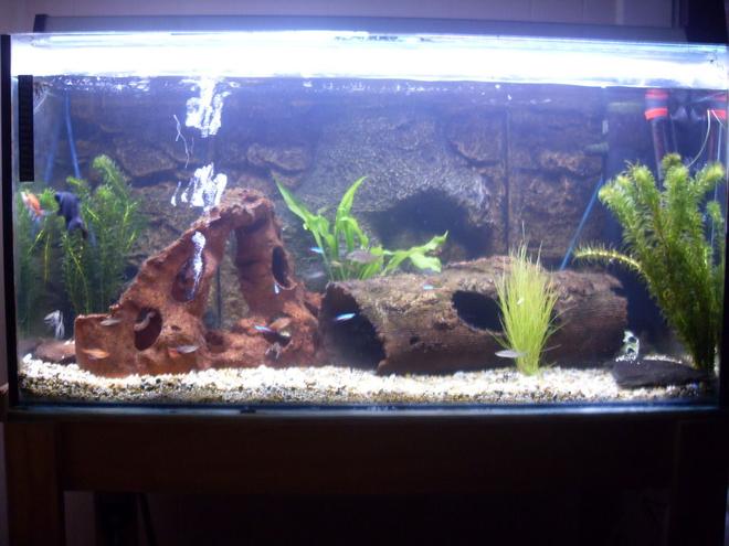 200 gallons freshwater fish tank (mostly fish and non-living decorations) - Freshwater tanks my pride and joy will be number tank in thge world ahahahahahahaha