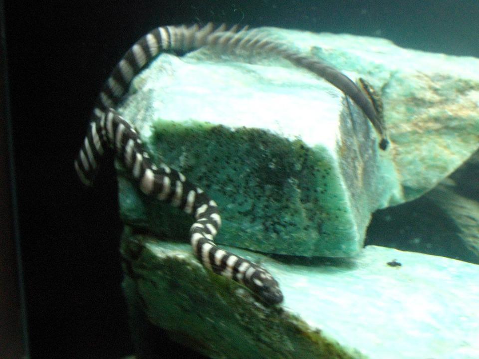 corals inverts - acrochordus granulatus - little file snake stocking in 75 gallons tank - Little File Snake