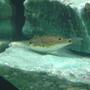 freshwater fish - tetraodon biocellatus - figure 8 puffer stocking in 75 gallons tank - Figure 8 Puffer Fish