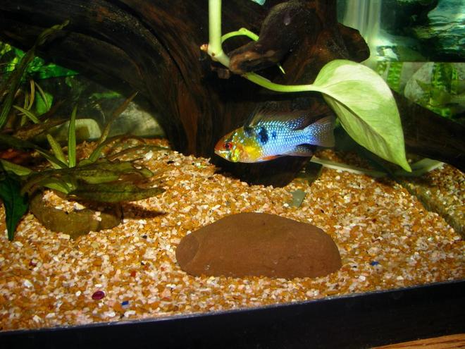 freshwater fish - papiliochromis ramirezi - german blue ram stocking in 55 gallons tank - german blue ram