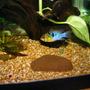 freshwater fish - papiliochromis ramirezi - german blue ram stocking in 55 gallons tank - german blue ram