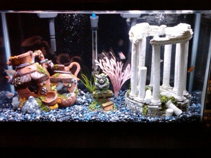 Rated #3660: 30 Gallons Freshwater Fish Tank - Freshwater tank still in the works...