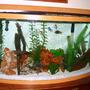 46 gallons freshwater fish tank (mostly fish and non-living decorations) - 46 gallon bowfront Marineland tank ..