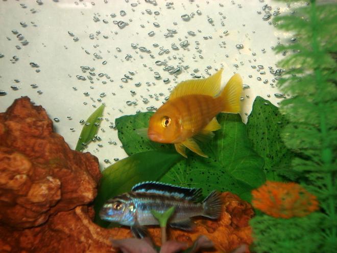 freshwater fish - labidochromis caeruleus - electric yellow cichlid stocking in 46 gallons tank - The yellow guy is the bully of the tank. Just found out that these two are new parents! The dad is the Yellow guy.