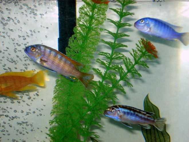 freshwater fish - labeotropheus fuelleborni - fuelleborni cichlid, marmalade stocking in 46 gallons tank - very aggressive breed of fish