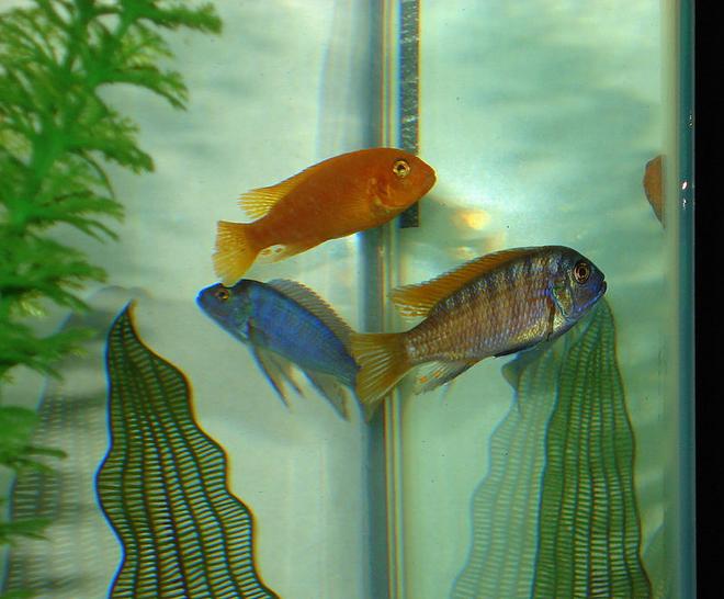 freshwater fish - pseudotropheus estherae - red zebra cichlid stocking in 46 gallons tank - Approximately 3 1/2" long at this time & showing great color.