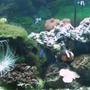 corals inverts - rhyzotrochus typus - white rhyzo stocking in 55 gallons tank - 55G