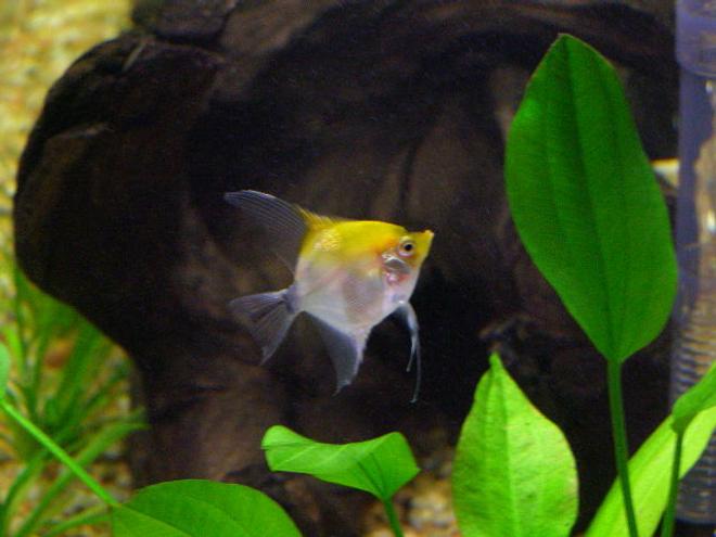 freshwater fish - pterophyllum sp. - koi angel stocking in 55 gallons tank - Koi Angel Fish