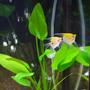 freshwater fish - pterophyllum sp. - koi angel stocking in 55 gallons tank - A pair of Koi Angel Fish