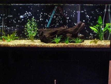 55 gallons planted tank (mostly live plants and fish) - New pic
