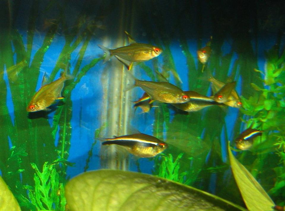 freshwater fish - hyphessobrycon herbertaxelrodi - black neon tetra stocking in 55 gallons tank - lemon and black neon tetras
