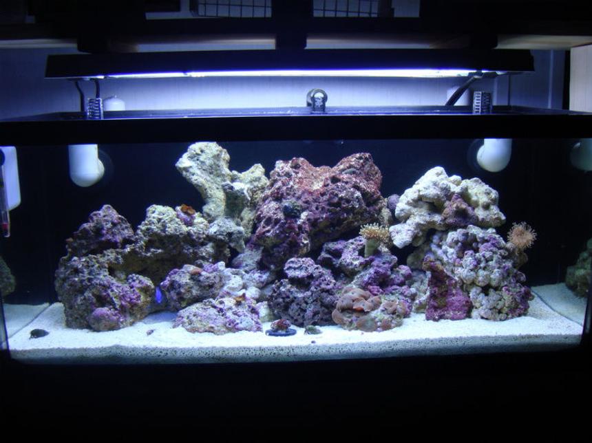 Rated #89: 20 Gallons Reef Tank - Full tank shot