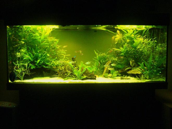 65 gallons planted tank (mostly live plants and fish) - Low tech 240l tank without CO2.