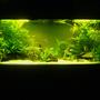 65 gallons planted tank (mostly live plants and fish) - Low tech 240l tank without CO2.